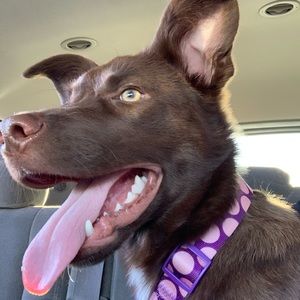 Meet your Posher, Devon